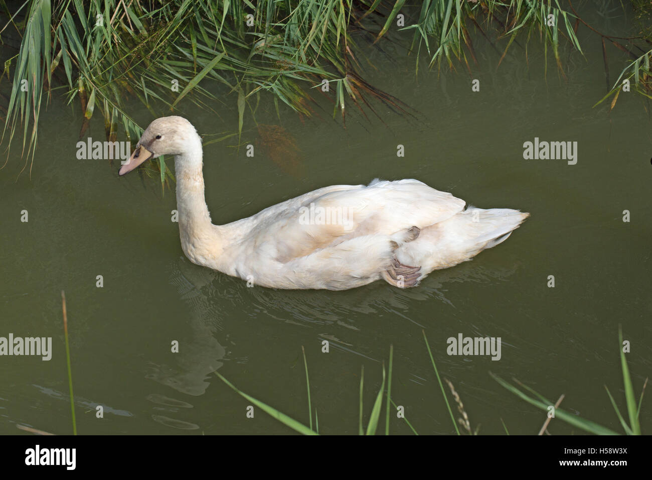 Höckerschwan (Cygnus Olor), Norfolk Broadland Entwässerung Deich. Einer der drei gewachsenen Cygnets. Polnisch, Leucistic oder weißliche Farbe Phase. Stockfoto