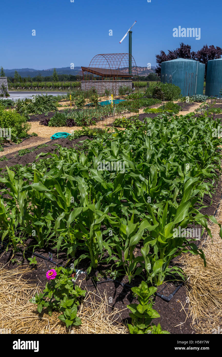 Garten, Gartenbau, organische Garten, kulinarischen Garten, kulinarischen Garten Tour, Steve Cakebread Keller, Rutherford, Napa Valley, Napa County, Kalifornien Stockfoto