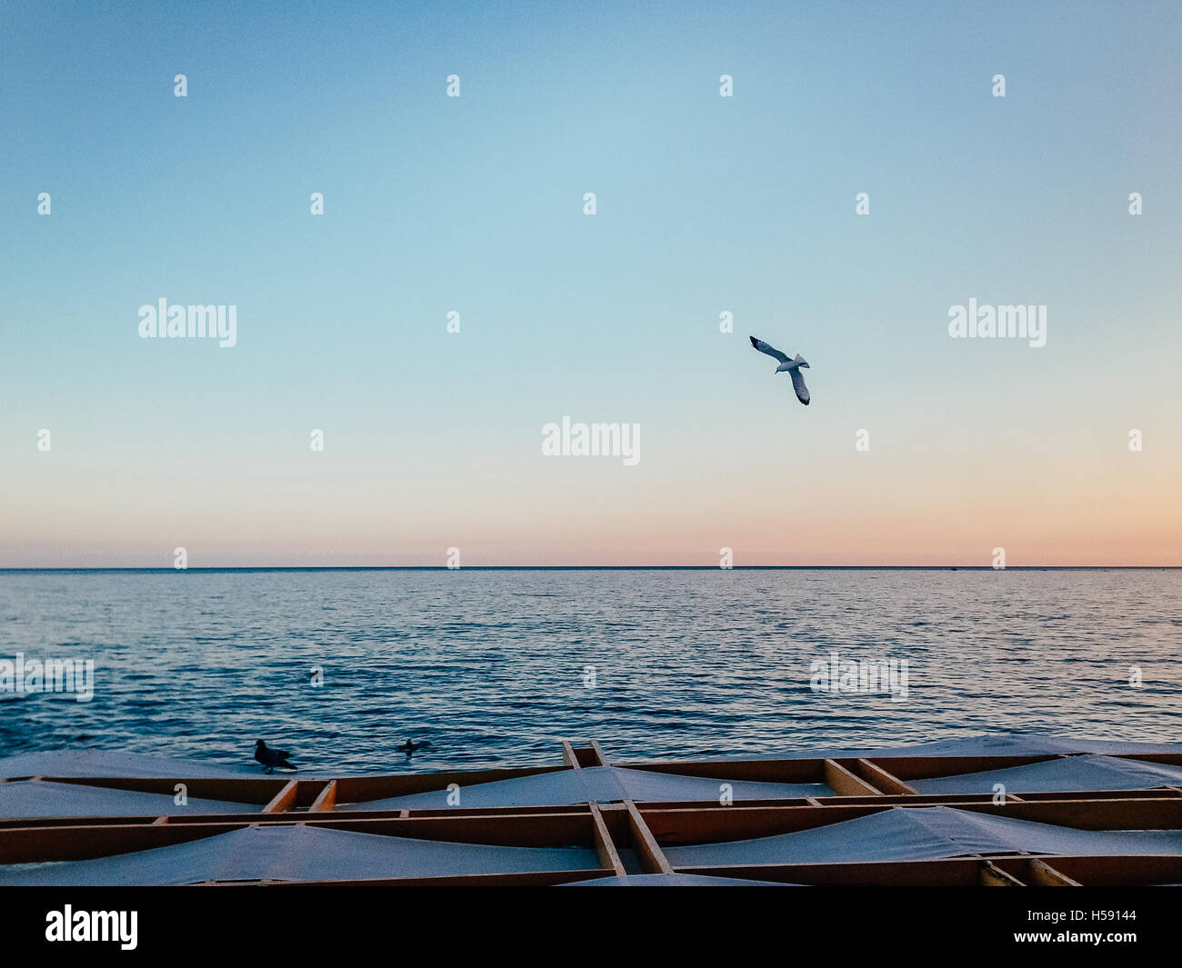 Möwen fliegen über Meer im Hintergrund des blauen Himmels Stockfoto