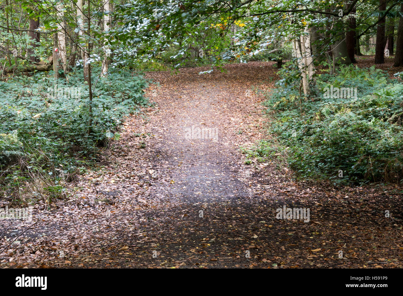 Brentwood Großbritannien Grüngürtel, Essex, 19. Oktober 2016 Wald Weg Stockfoto