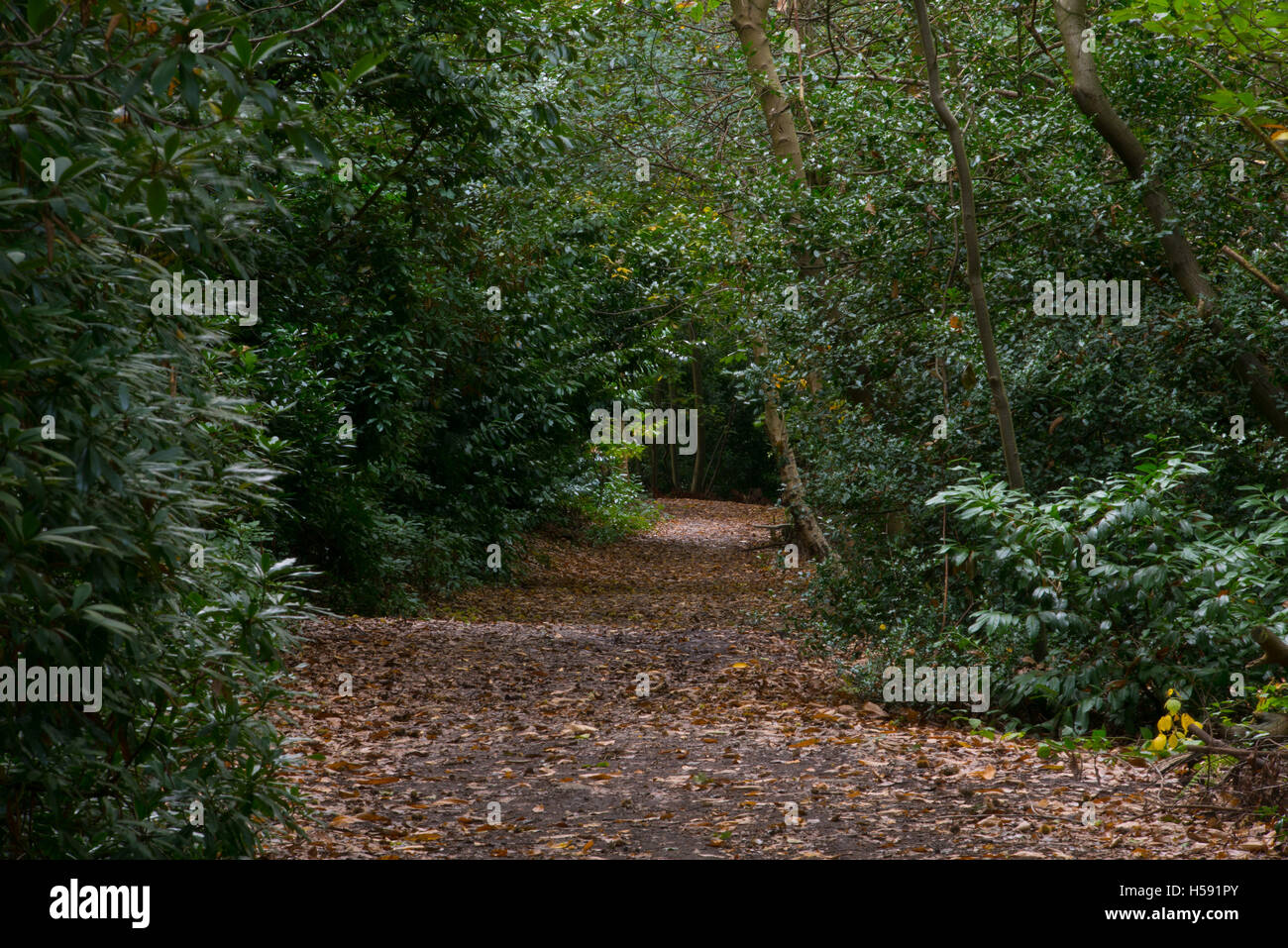 Brentwood Großbritannien Grüngürtel, Essex, 19. Oktober 2016 Wald Weg Stockfoto