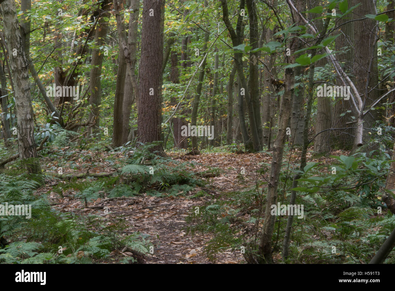 Brentwood Großbritannien Grüngürtel, Essex, 19. Oktober 2016 Wald Weg Stockfoto