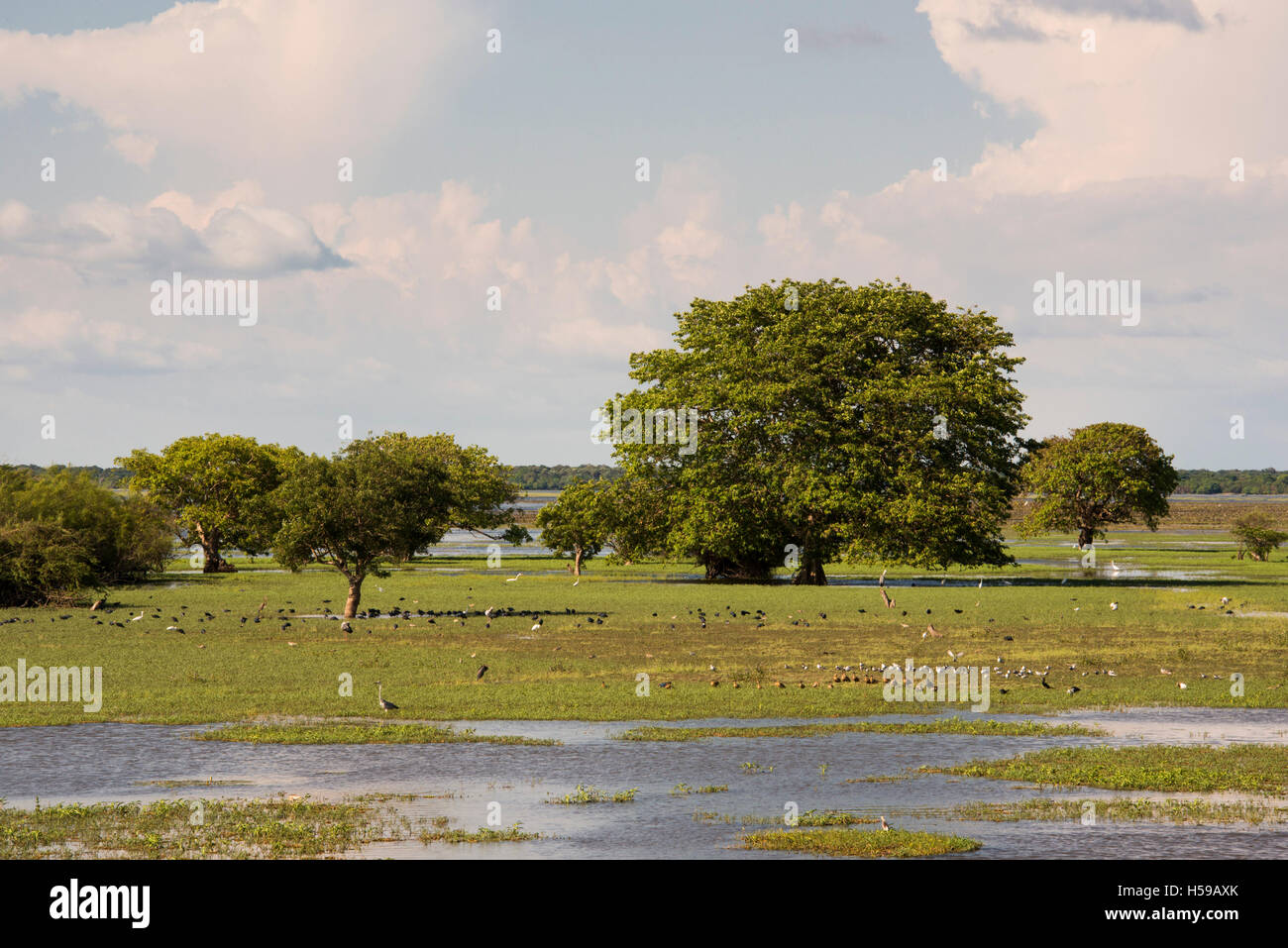 Wasservögel auf der Riesen, Bewässerung Panzer in der Nähe von Mannar, Sri Lanka Stockfoto
