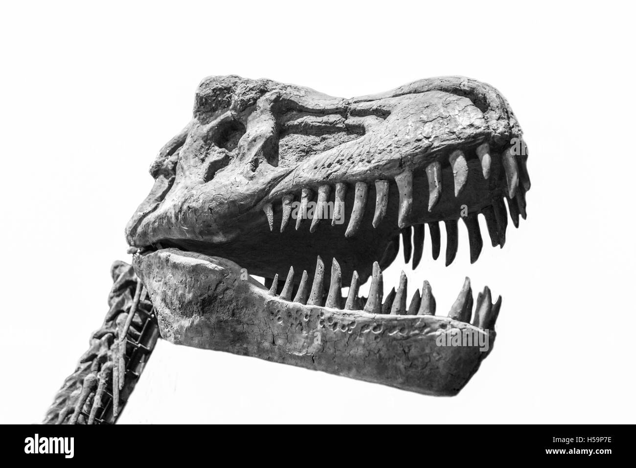 Tyrannosaurus Rex Schädel isoliert auf weißem Hintergrund. Schwarz / weiß gedreht Stockfoto