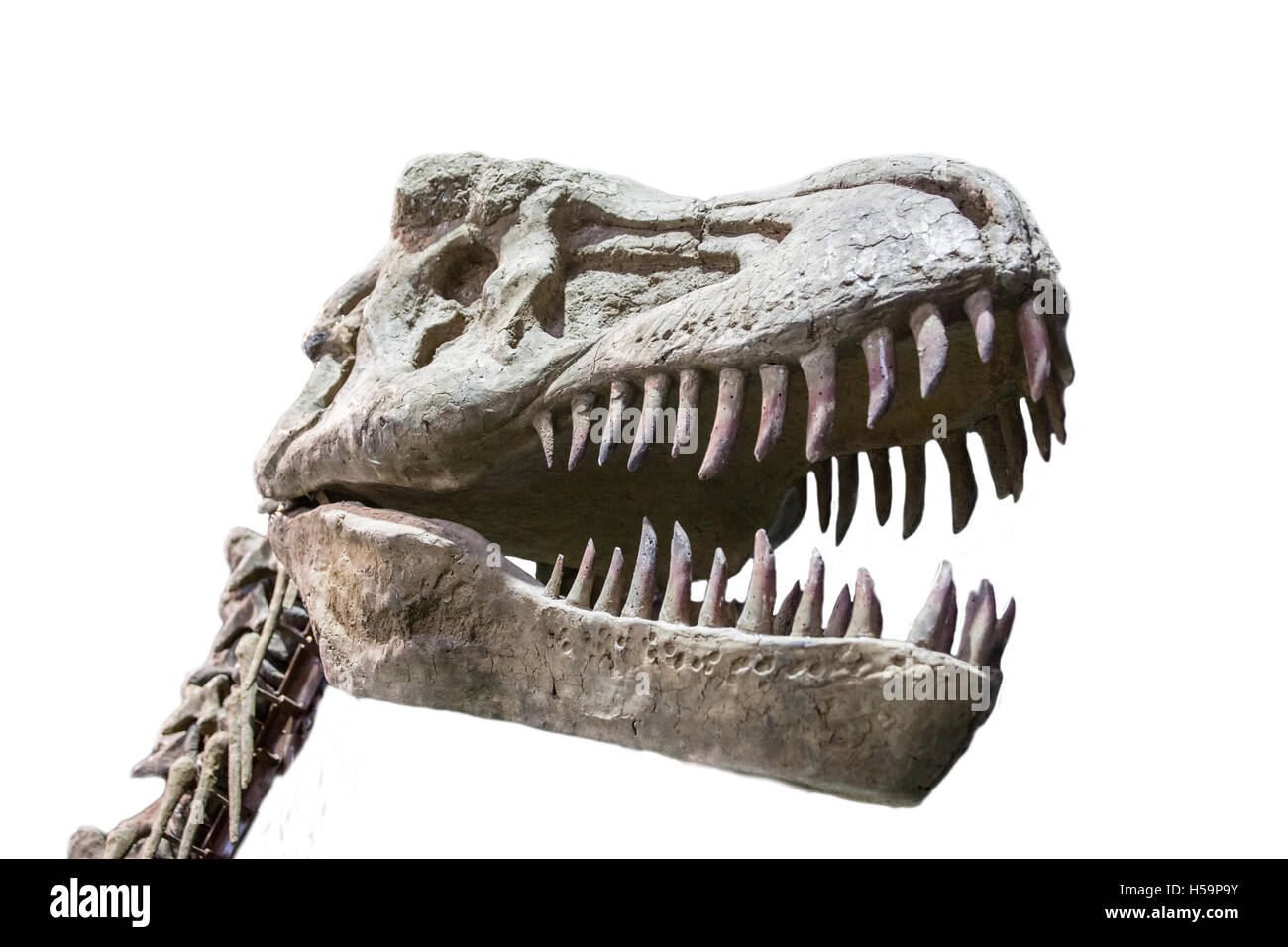 Tyrannosaurus Rex Schädel isoliert auf weißem Hintergrund Stockfoto