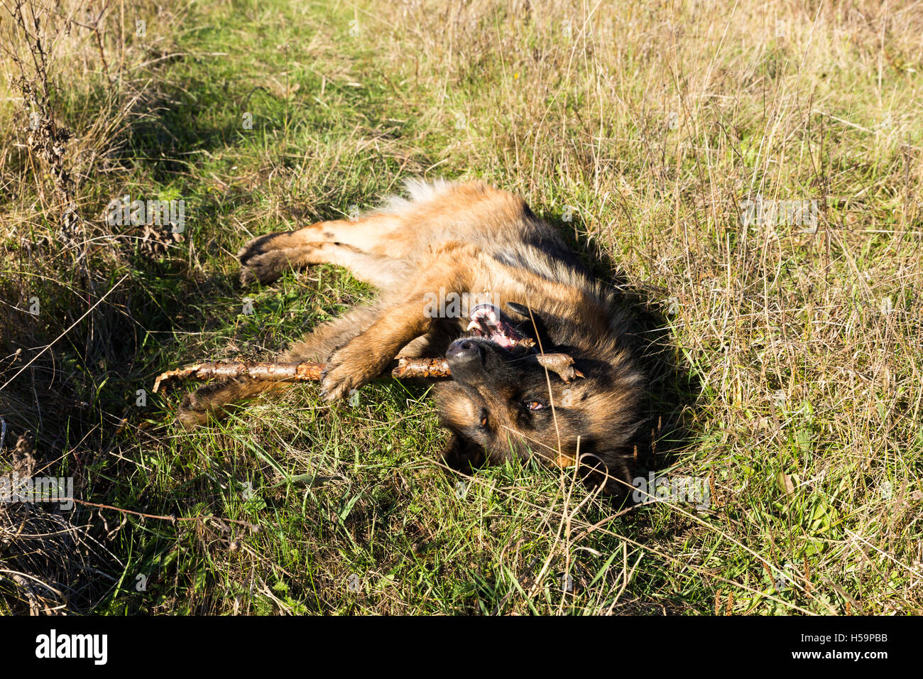 Deutscher Schäferhund kauen auf einem stick Stockfoto