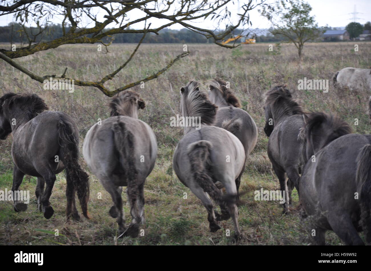 Konik-Wildpferde laufen - Wicken Fen Stockfoto