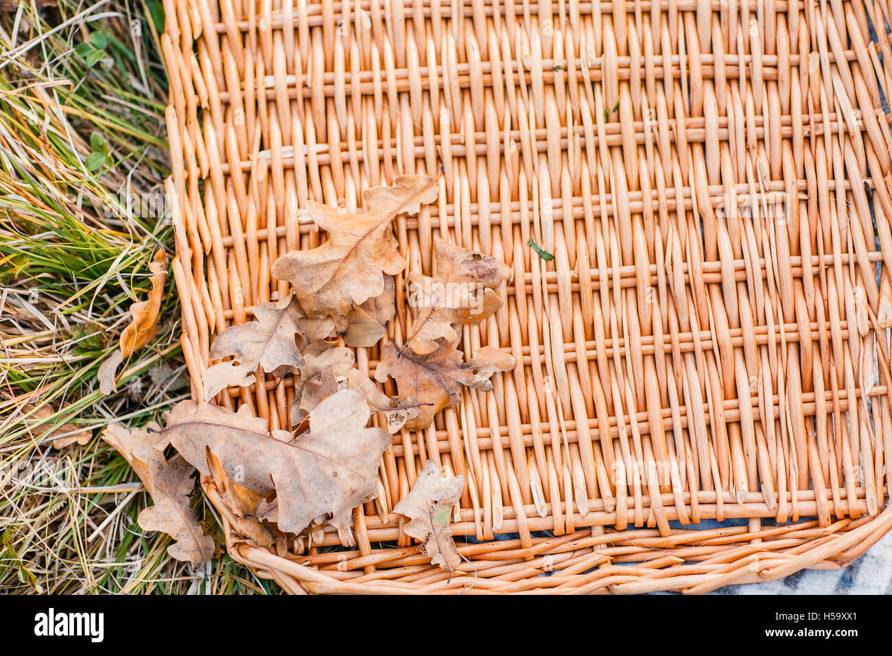 gefallene Herbstlaub. Schöne Filiale mit trocken herumliegen. Stockfoto