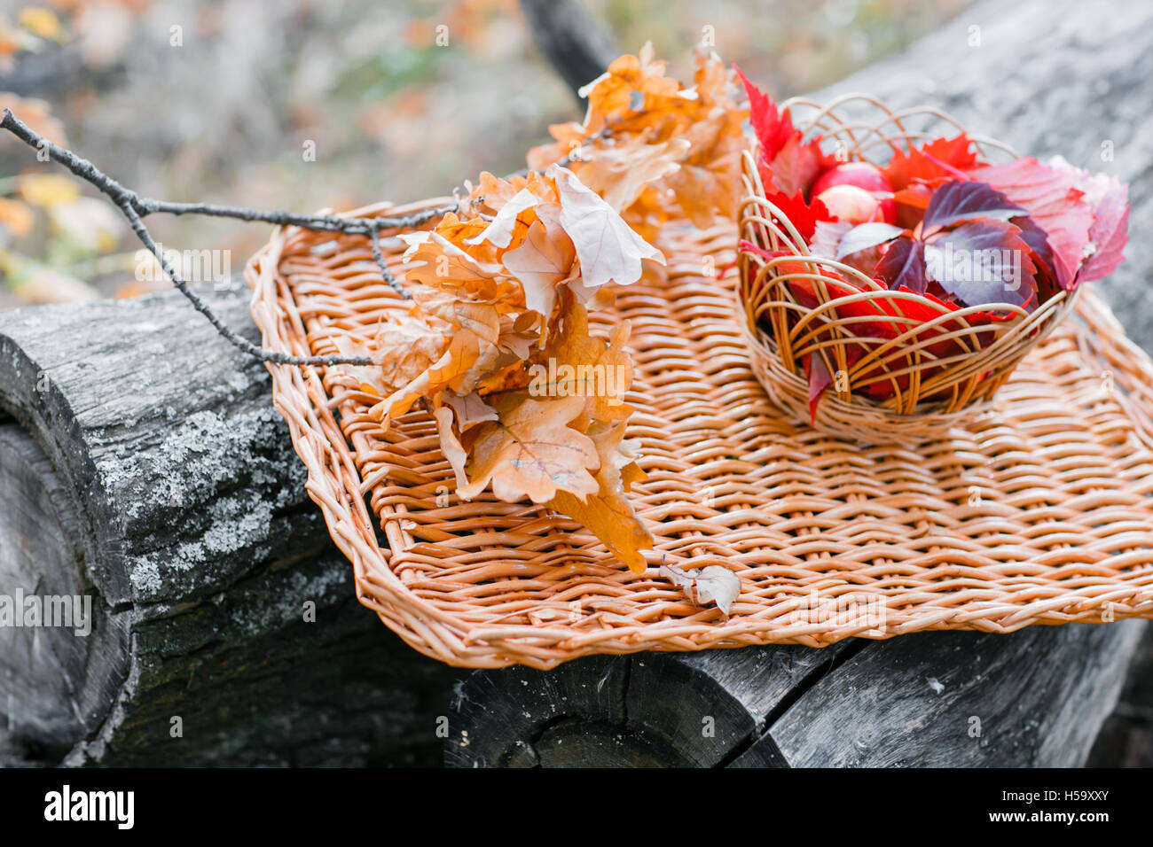 Saftige Äpfel in einem Korb Tablett, durch gefallene Blätter im Herbst umgeben. Schönen Zweig mit trockenen liegen herum. 5. Stockfoto