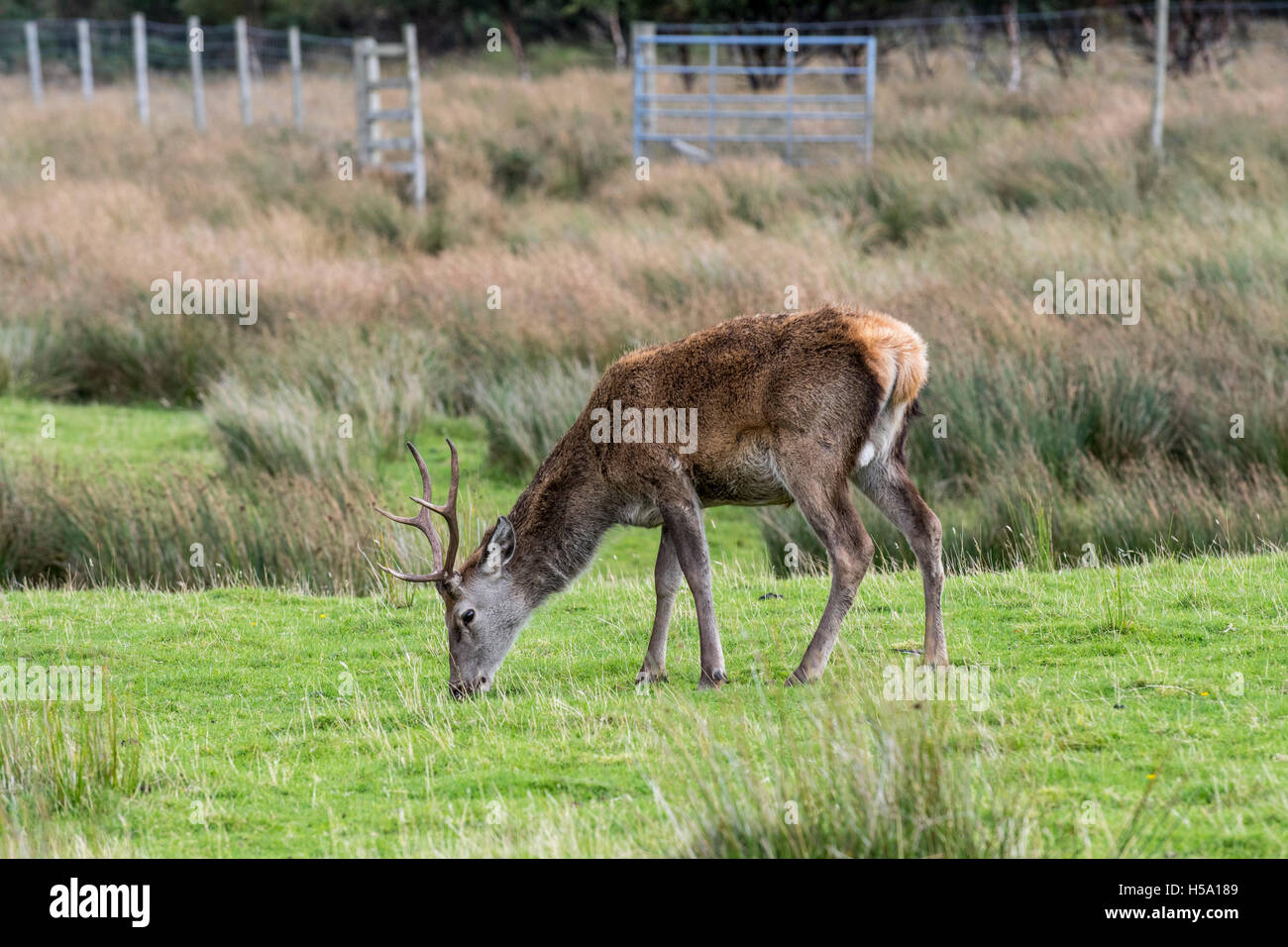 Rotwild-Hirsch (Cervus Elaphus) Weiden auf Moor in der Nähe von Deer Zaun in den schottischen Highlands, Schottland Stockfoto
