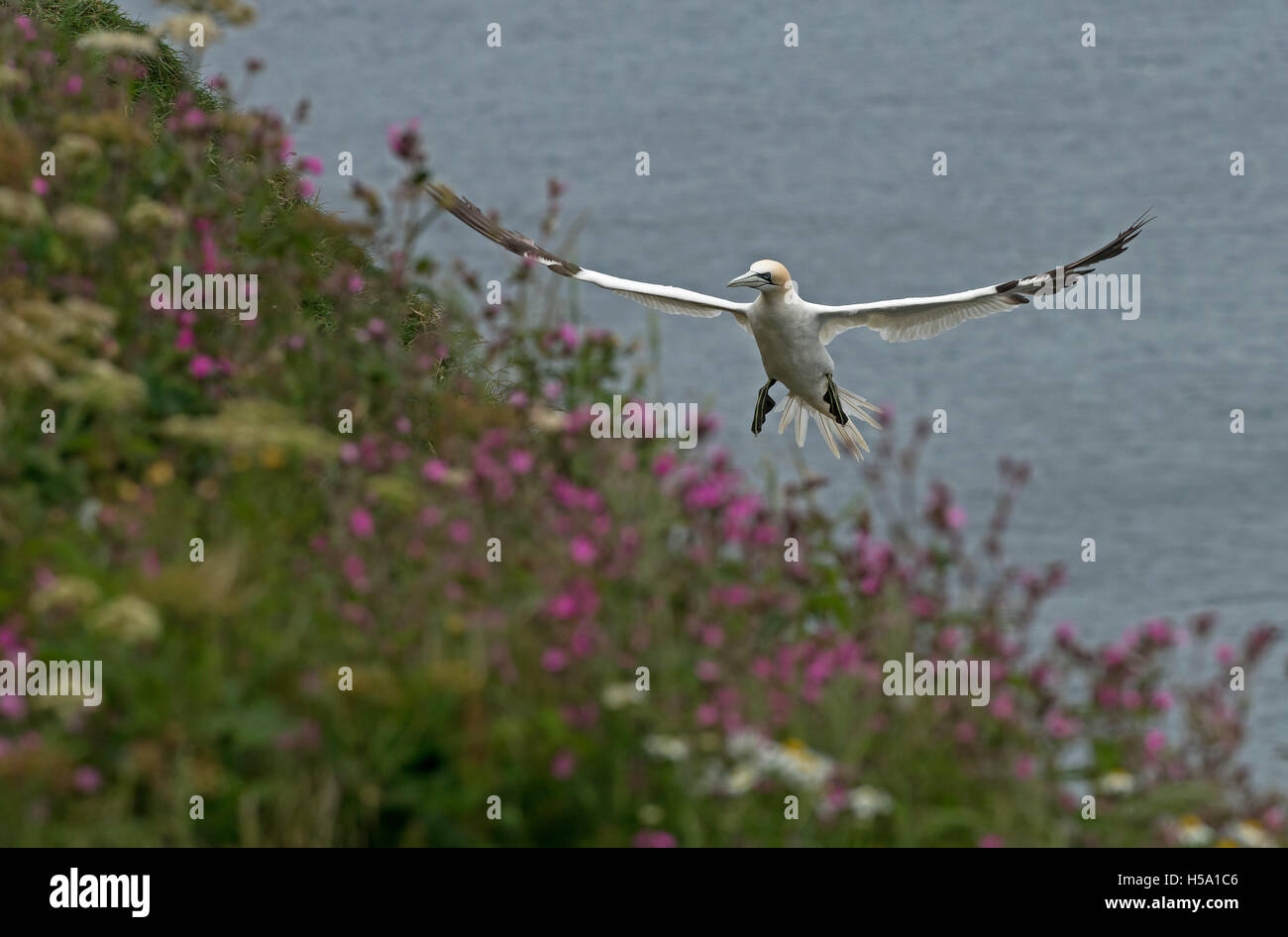 Tölpel - Morus Bassanus im Flug unter Red Campion-Silene Dioica. UK Stockfoto