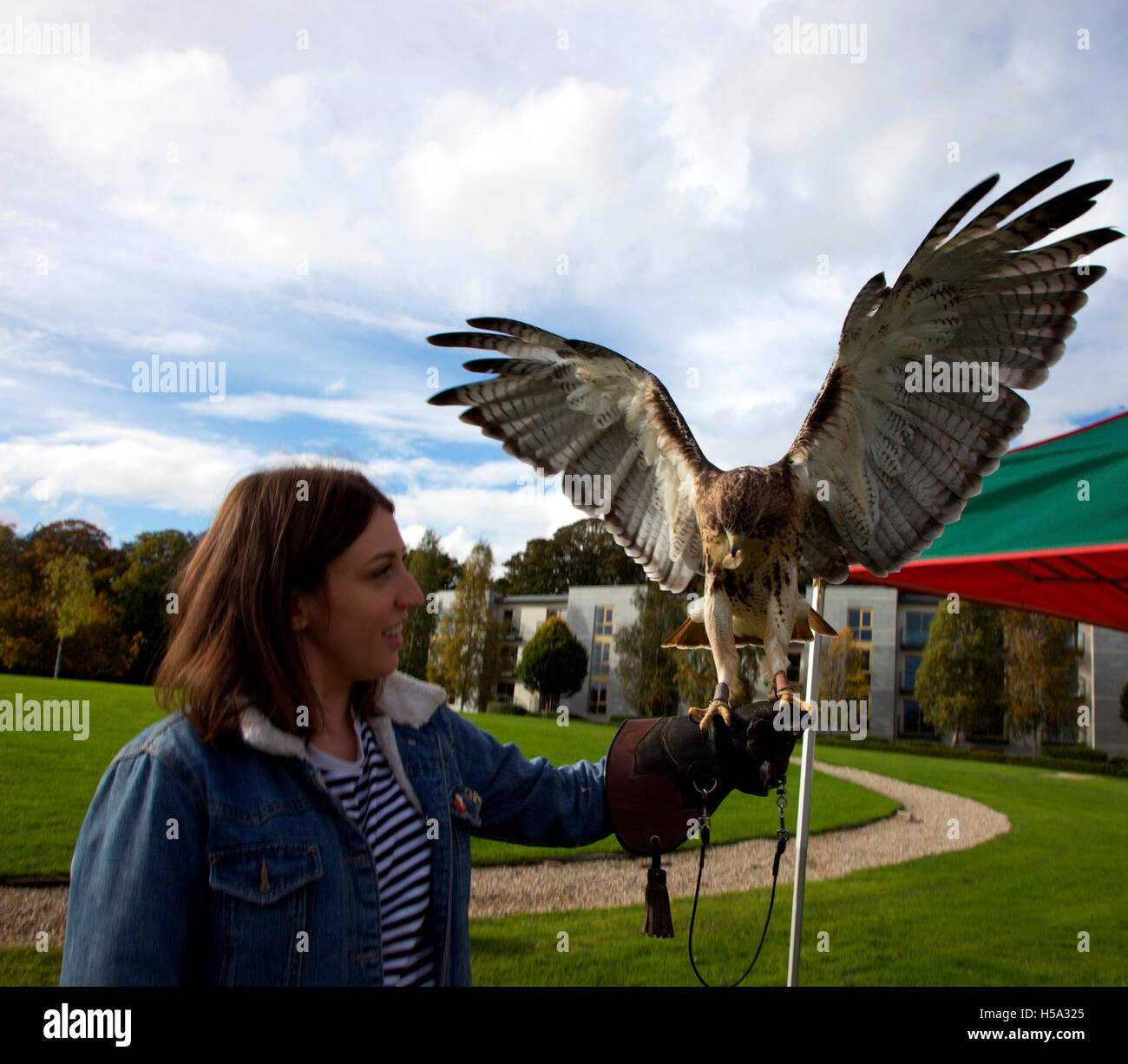 Falknerei Lektion Dunboyne Castle Hotel, Meath Stockfoto