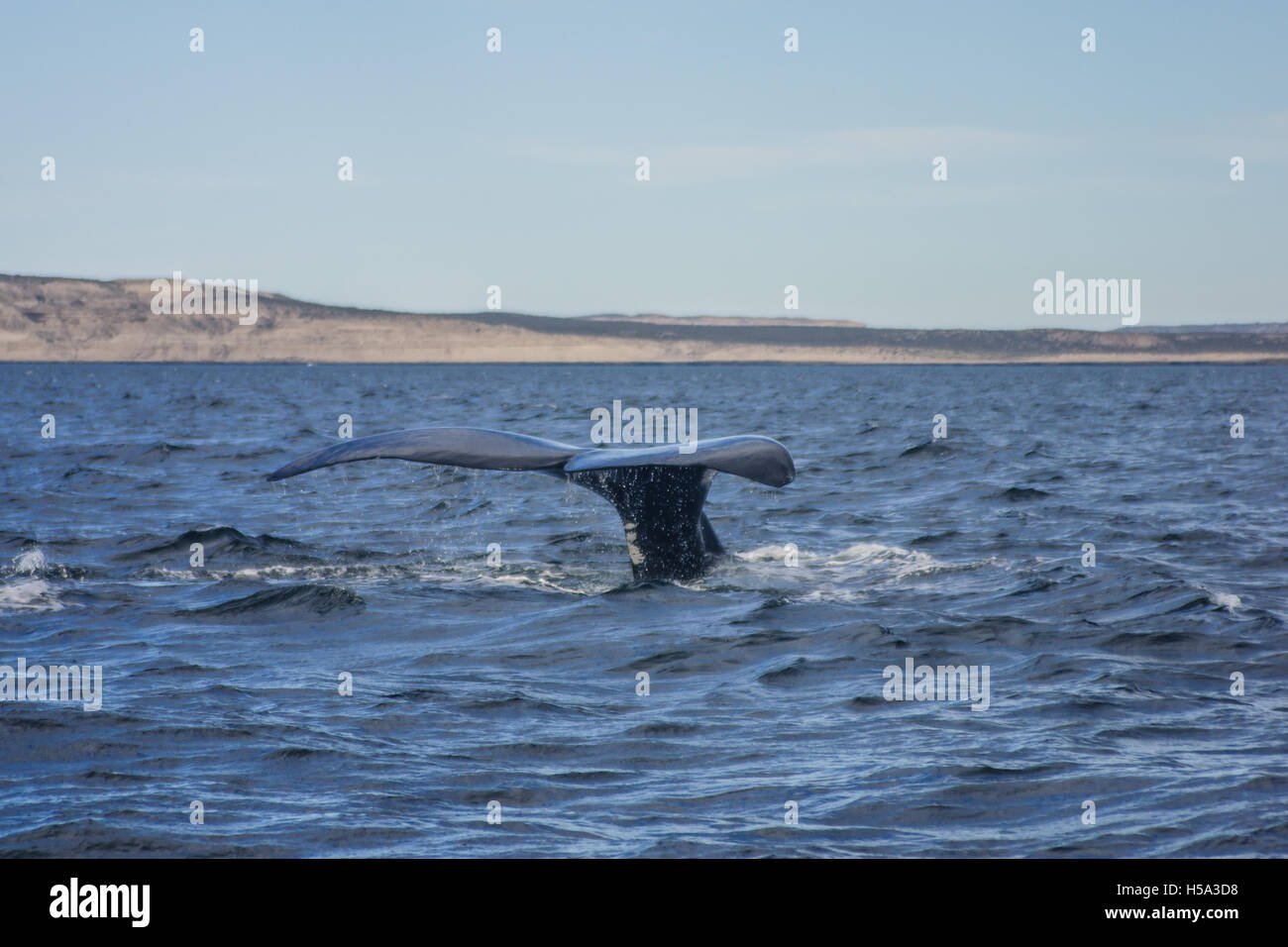 Ein Southern Right Wale, zur Halbinsel Valdés (in der Nähe von Puerto Piramides), Argentinien Stockfoto