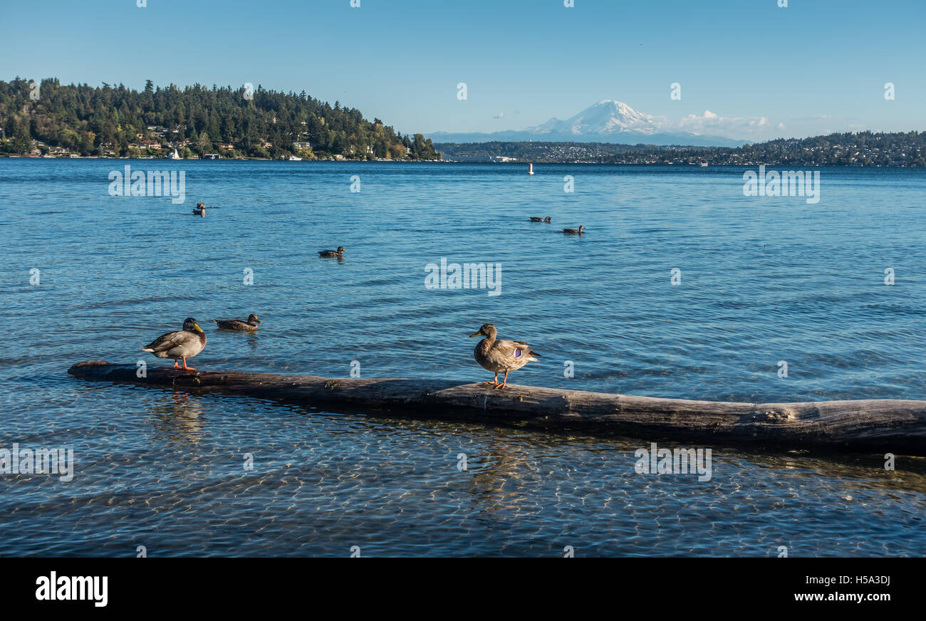 Eine Ansicht Mount Rainier und Vögel am Lake Washington. Foto in Seward Park in der Nähe von Seattle. Stockfoto