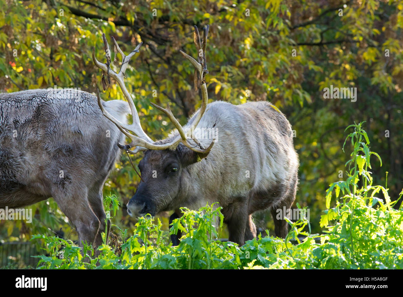 Zwei woodland Caribou Stockfoto