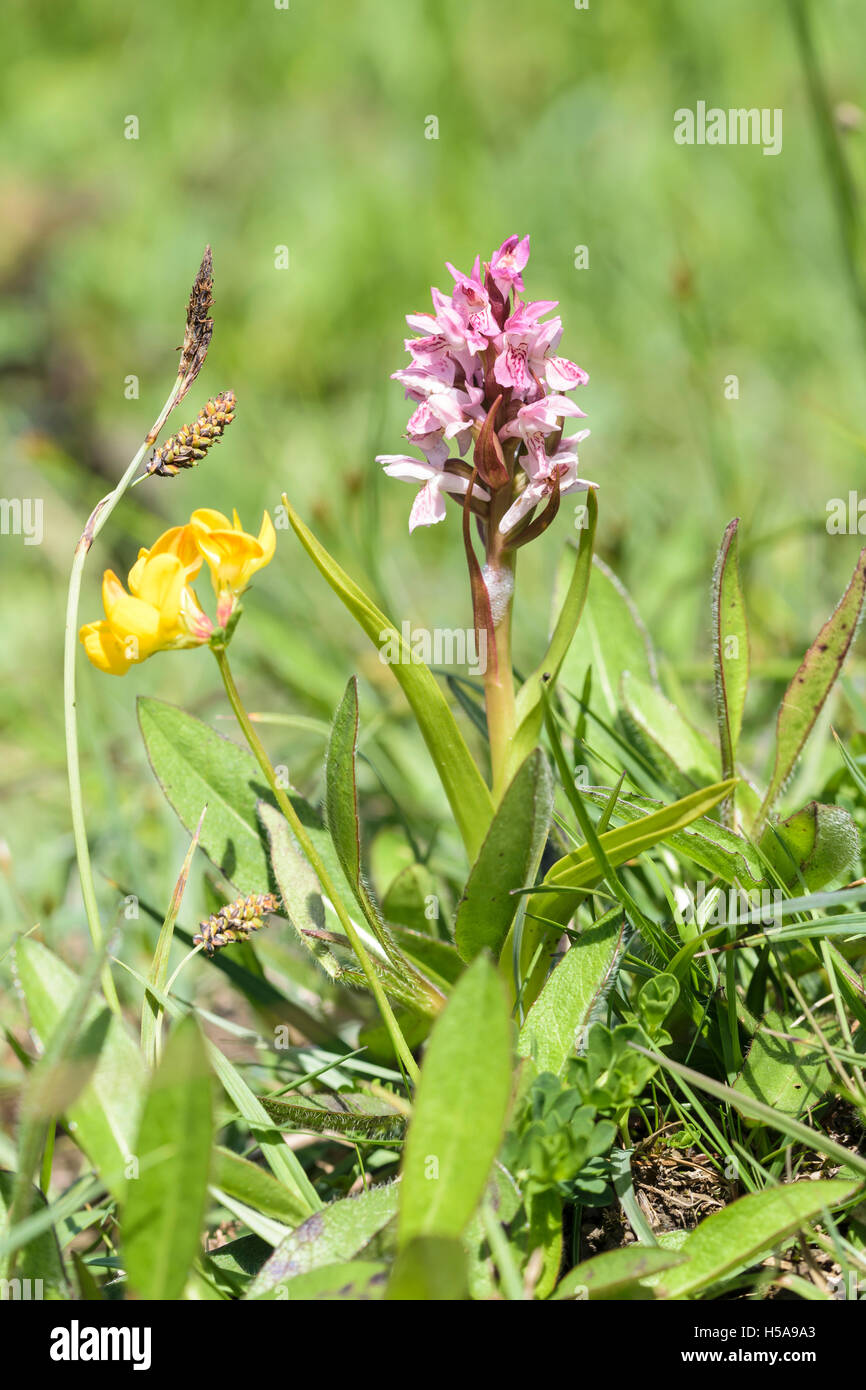 Frühe Marsh Orchidee Dactylorhiza Wurzelsud Stockfoto