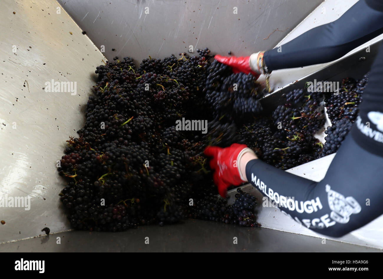 Arbeiter in Hattingley Valley Winery in Hampshire entladen Kisten mit Pinot Noir Trauben vom Weinberg Cottonworth, da die Erntezeit in Gang kommt. Stockfoto