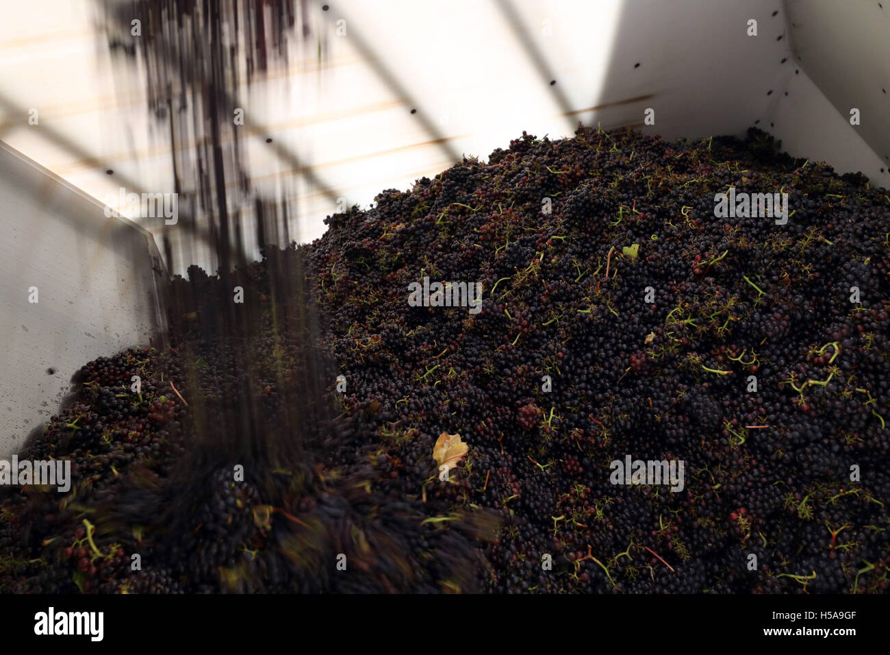 Pinot Noir Trauben vom Weinberg Cottonworth gegossen in einen Tank zum Pressen in der Hattingley Valley Winery in Hampshire, da die Erntezeit in Gang kommt. Stockfoto