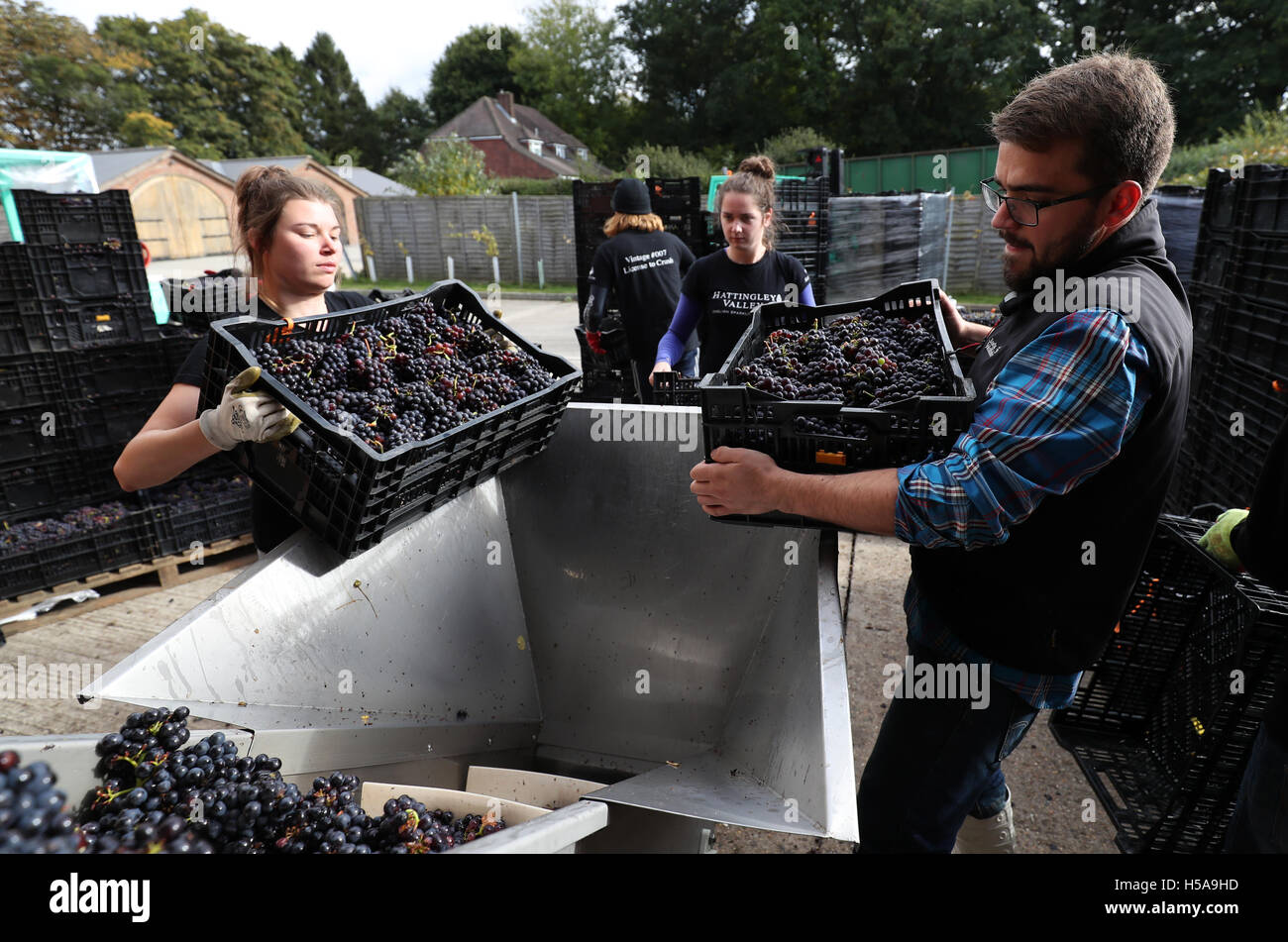 Arbeiter in Hattingley Valley Winery in Hampshire entladen Kisten mit Pinot Noir Trauben vom Weinberg Cottonworth, da die Erntezeit in Gang kommt. Stockfoto