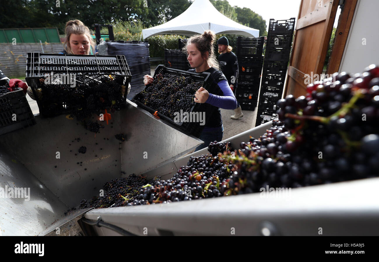 Arbeiter in Hattingley Valley Winery in Hampshire entladen Kisten mit Pinot Noir Trauben vom Weinberg Cottonworth, da die Erntezeit in Gang kommt. Stockfoto