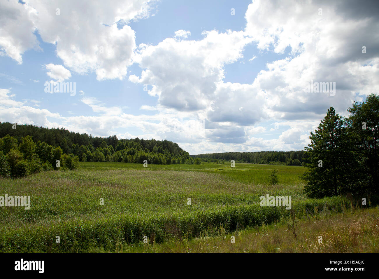 Kulturlandschaft im Sommer oder grüne Wiese und blauer Himmel und weiße Wolken Stockfoto