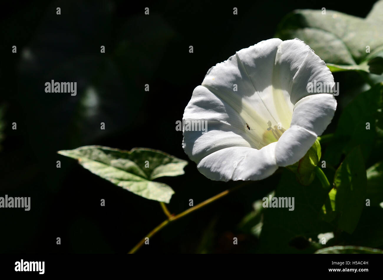 Eine weiße Blüte der Hecke Ackerwinde UK Stockfoto