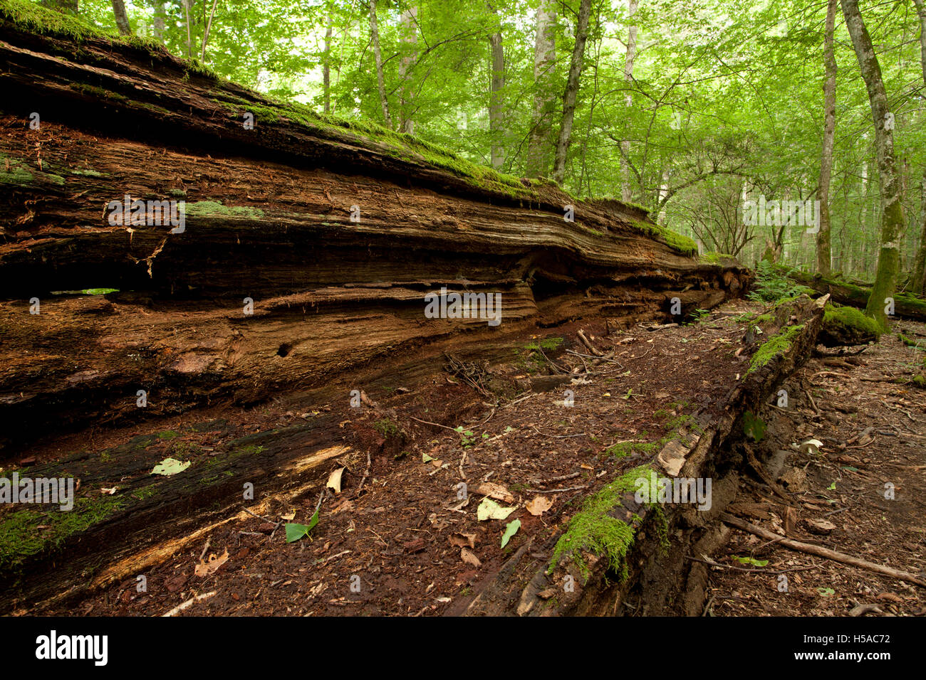 umgestürzten faulen großen alten Baum im natürlichen Wald, Naturschutzgebiet Stockfoto