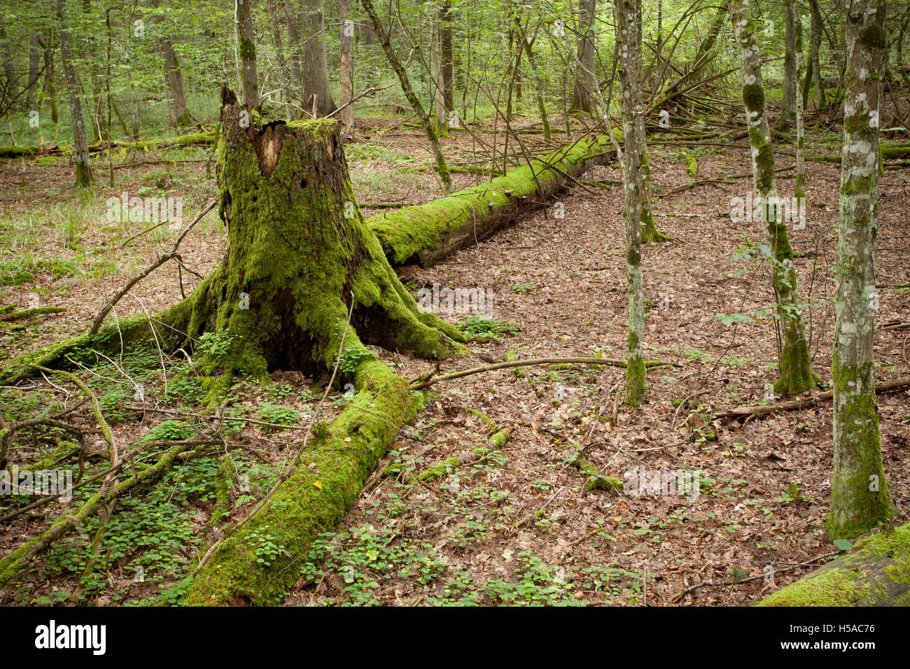 moosigen großen alten umgestürzten Baum im Naturwald, Naturschutzgebiet Stockfoto