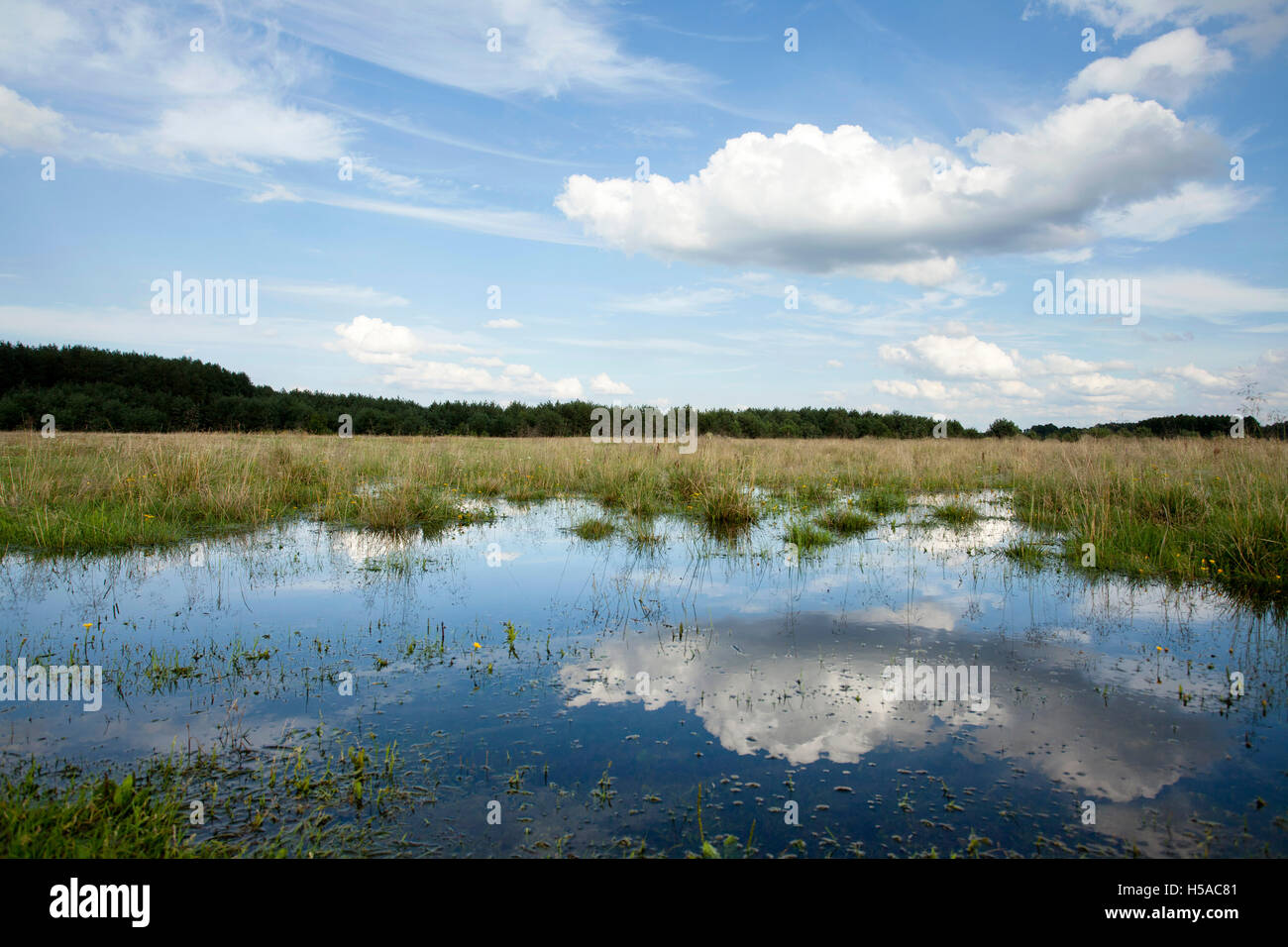 Pool auf Wiese, schöne Landschaft mit Wasser, blauem Himmel und weißen Wolken Stockfoto