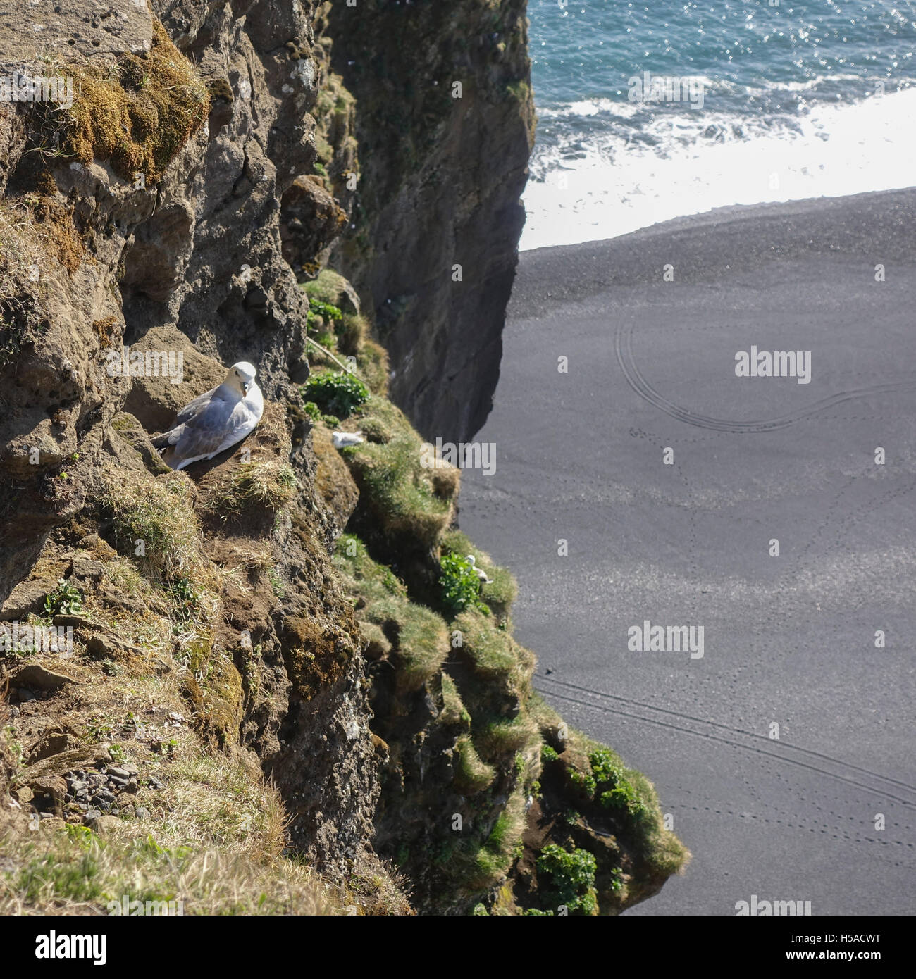 Island: Nature Reserve - Vogel ruht auf Felsen mit Strand im Hintergrund Stockfoto