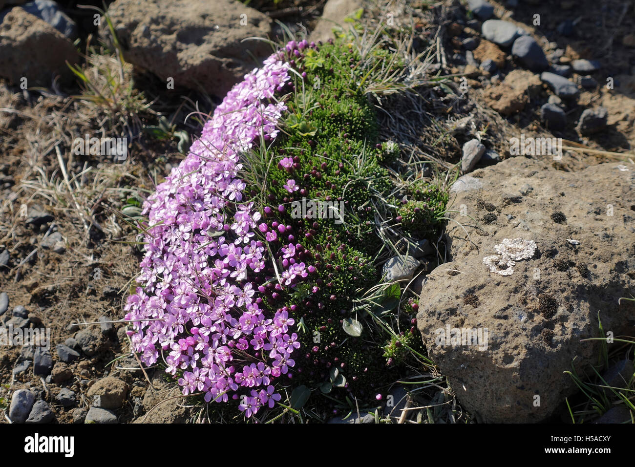 Isländische Blumen wachsen in der Mai-Sonne Stockfoto