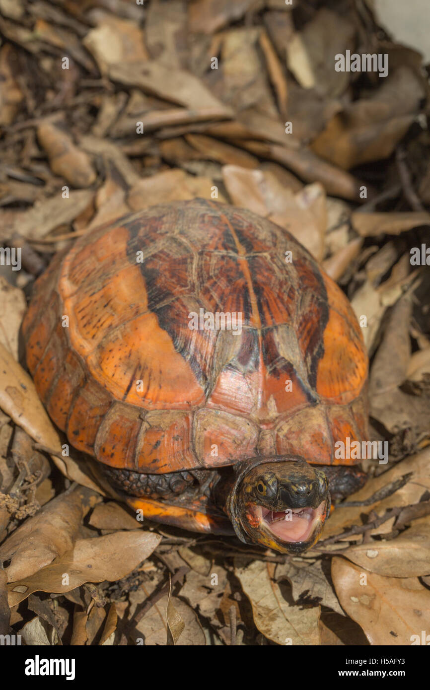 Indochinesischen Flowerback Kasten-Schildkröte (Cuoro Galbinifrons). Offenem Mund. Vom Aussterben bedrohte Arten. Stockfoto