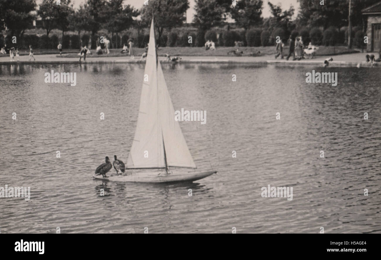 Vintage-Foto von Sefton Park Boating Lake in Liverpool um 1950. Zeigen einer Segelyacht mit zwei Enten, die eine Fahrt hitchen Stockfoto