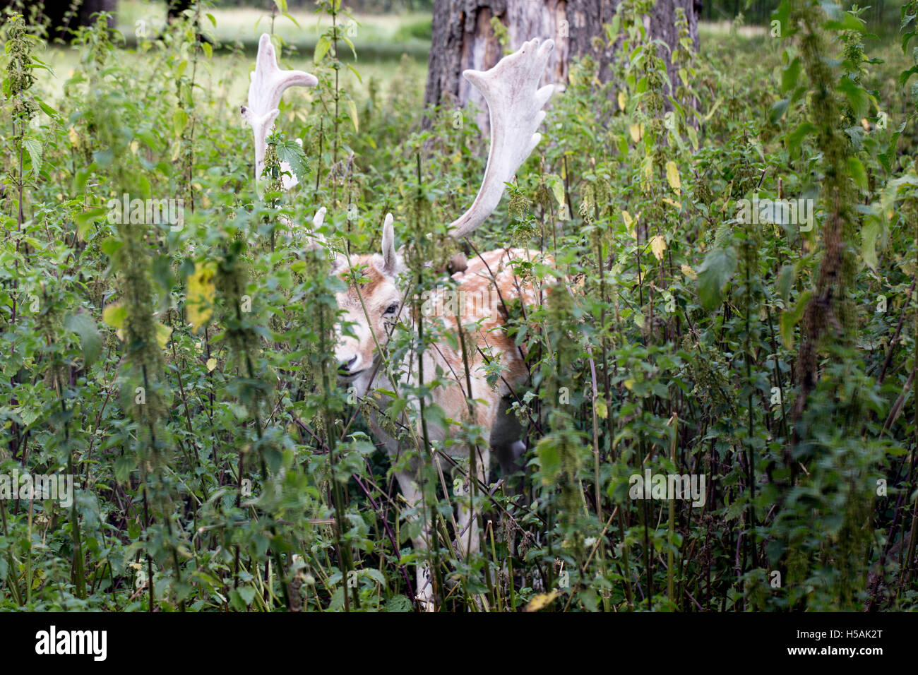 Damhirsch (Dama Dama). Buck in samt, sucht Deckung von anderen in einem Brennessel-Bett. August. Sommer. Clissold Park. London. Stockfoto