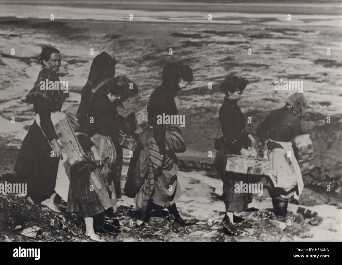 Der Titel schlägt eine Tätigkeit im Zusammenhang mit der Suche nach Muscheln vor, die wahrscheinlich Küsten- oder Meeresumwelten betreffen. Die Muschelsammlung ist in vielen Regionen häufig für Lebensmittel oder Studien, was zur Meeresbiologie oder zur lokalen Meeresfrüchteindustrie beiträgt. Stockfoto