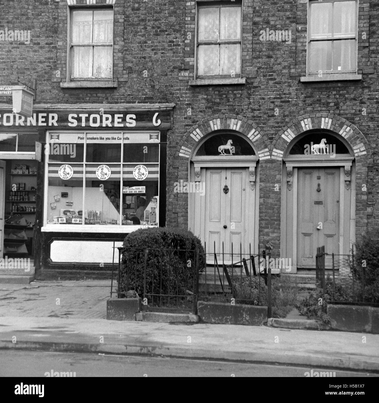 Dieses Bild zeigt vier weiße Pferde, auch bekannt als „Capaill Bhána“, in ländlicher oder ländlicher Umgebung. Das Foto fängt die Schönheit der Pferde und ihre Präsenz in der Landschaft ein. Stockfoto