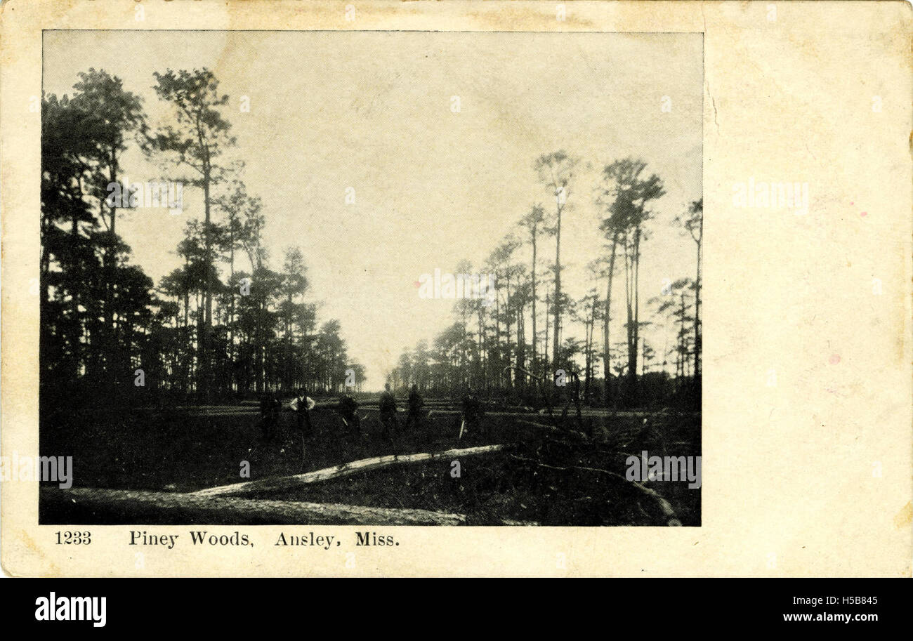 Piney Woods, Ansley, verpassen Stockfoto