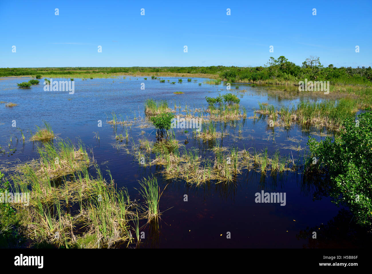 Feuchtgebiete in Marsh Vogelschutzgebiet, tausend Insel Preserve Naturpark und Aussichtspunkt, Everglades-Nationalpark, Florida, USA Stockfoto