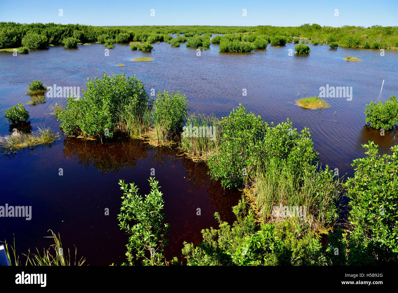 Feuchtgebiete in Marsh Vogelschutzgebiet, tausend Insel Preserve Naturpark und Aussichtspunkt, Everglades-Nationalpark, Florida, USA Stockfoto