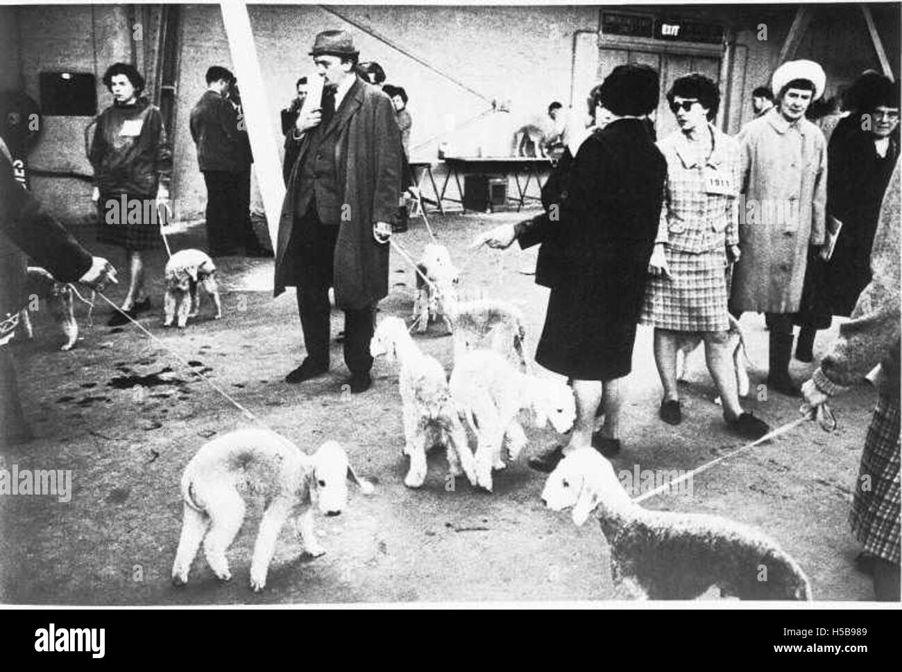 Ein Foto von der Crufts Dog Show 1968, das die renommierte Veranstaltung zeigt, bei der Hunde um verschiedene Preise konkurrieren. Die Crufts Dog Show ist eine der größten und bekanntesten Hundeausstellungen der Welt. Stockfoto