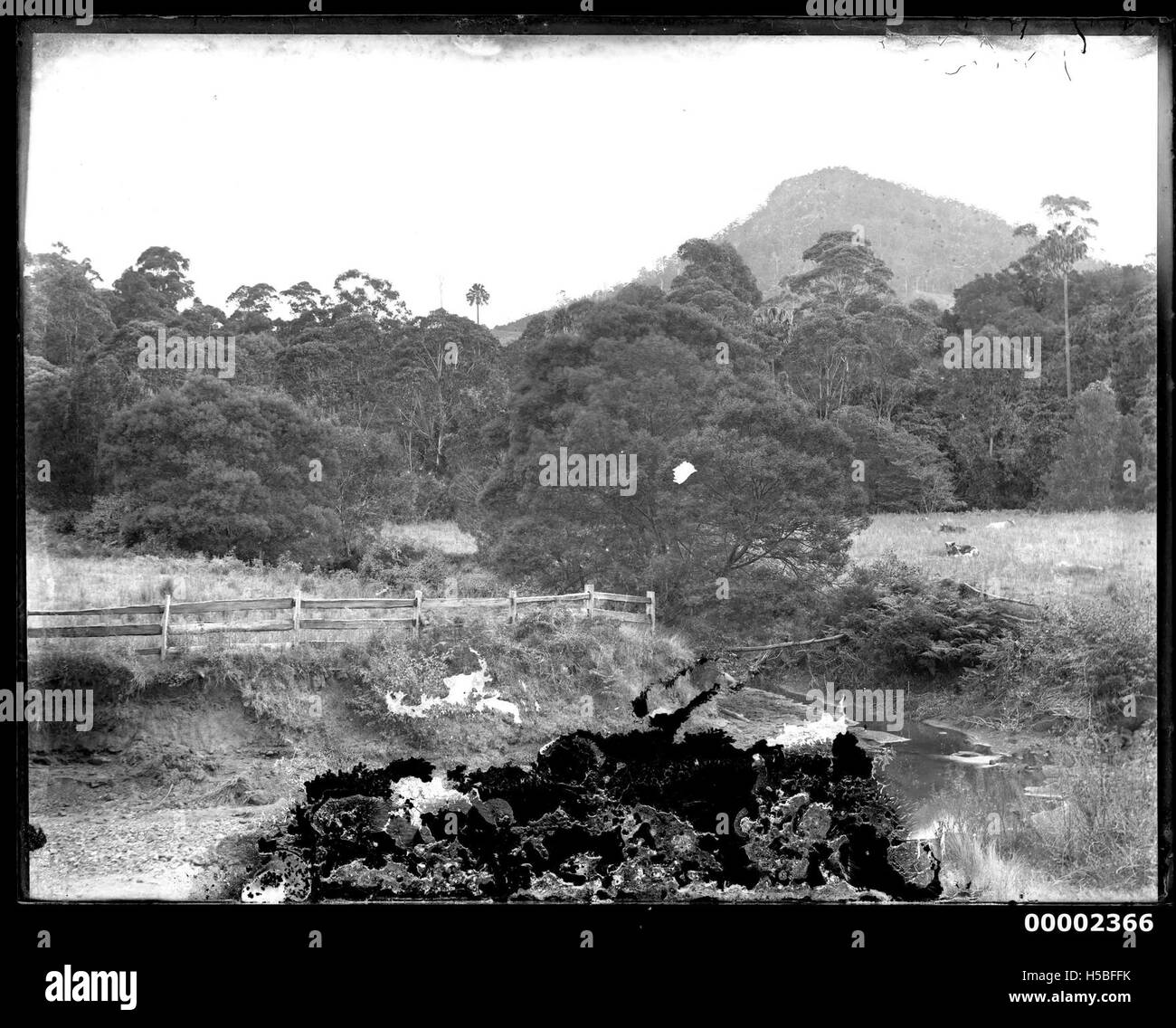 Glas Platte negatives Bild der australischen Landschaft möglicherweise entlang der Hawkesbury River New South Wales, 1880-1909 Stockfoto