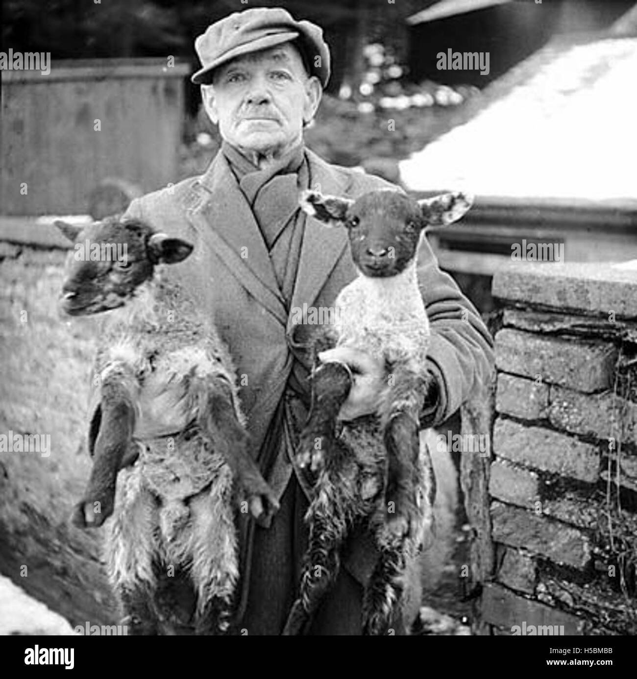 Dieses Bild zeigt einen Mann, der zwei Lämmer hält, um das neue Jahr zu feiern, was neue Anfänge und Wohlstand symbolisiert. Lämmer werden in vielen Kulturen oft mit dem Frühling und der Wiedergeburt in Verbindung gebracht, was dies zu einem saisonalen und feierlichen Image macht. Stockfoto