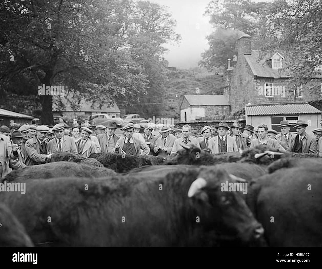 Robert Jones von der Caerberllan Farm in Tywyn präsentiert seine walisische Schwarze Rinderherde walisischen Bauern und zeigt die Eigenschaften und den Wert der Rasse in der Landwirtschaft. Stockfoto