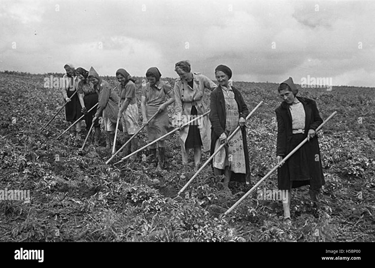 Dieses Bild zeigt walisische und englische Delegierte des West African Examination Council (WAEC), die die große Kartoffelernte auf den Hügeln von Buttington und Llwydiarth beobachten. Sie hebt die Zusammenarbeit in der Landwirtschaft und die landwirtschaftlichen Praktiken hervor. Stockfoto