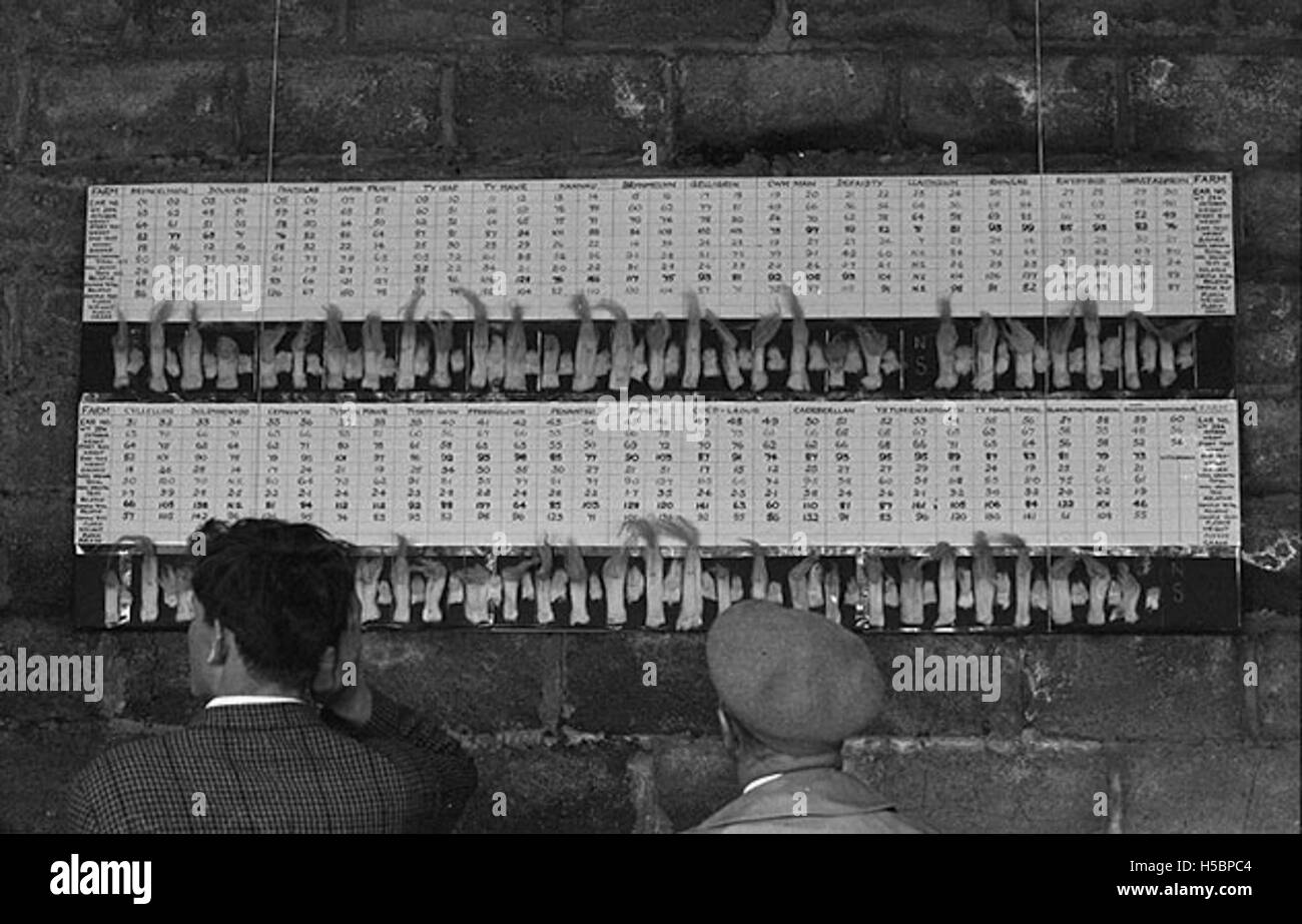 Beim Anbau von Porree werden Samen in fruchtbaren Boden gepflanzt, die über mehrere Monate Reifen können. Lauch benötigen ein kühles Klima und regelmäßiges Gießen, um gedeihen zu können. Er wird häufig in verschiedenen Küchen wegen seines milden, zwiebelartigen Geschmacks und der langen grünen Stiele verwendet. Stockfoto