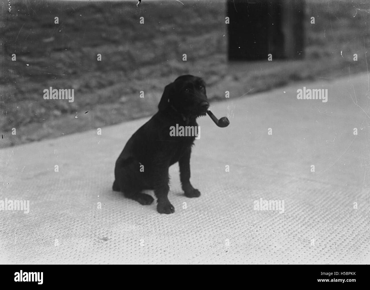 Ein Hund wird dargestellt, der eine Pfeife im Mund hält und einen verspielten oder skurrilen Moment festnimmt. Dieses Bild betont wahrscheinlich die Interaktion des Hundes mit einem Objekt und zeigt eine ungewöhnliche oder amüsante Pose. Stockfoto