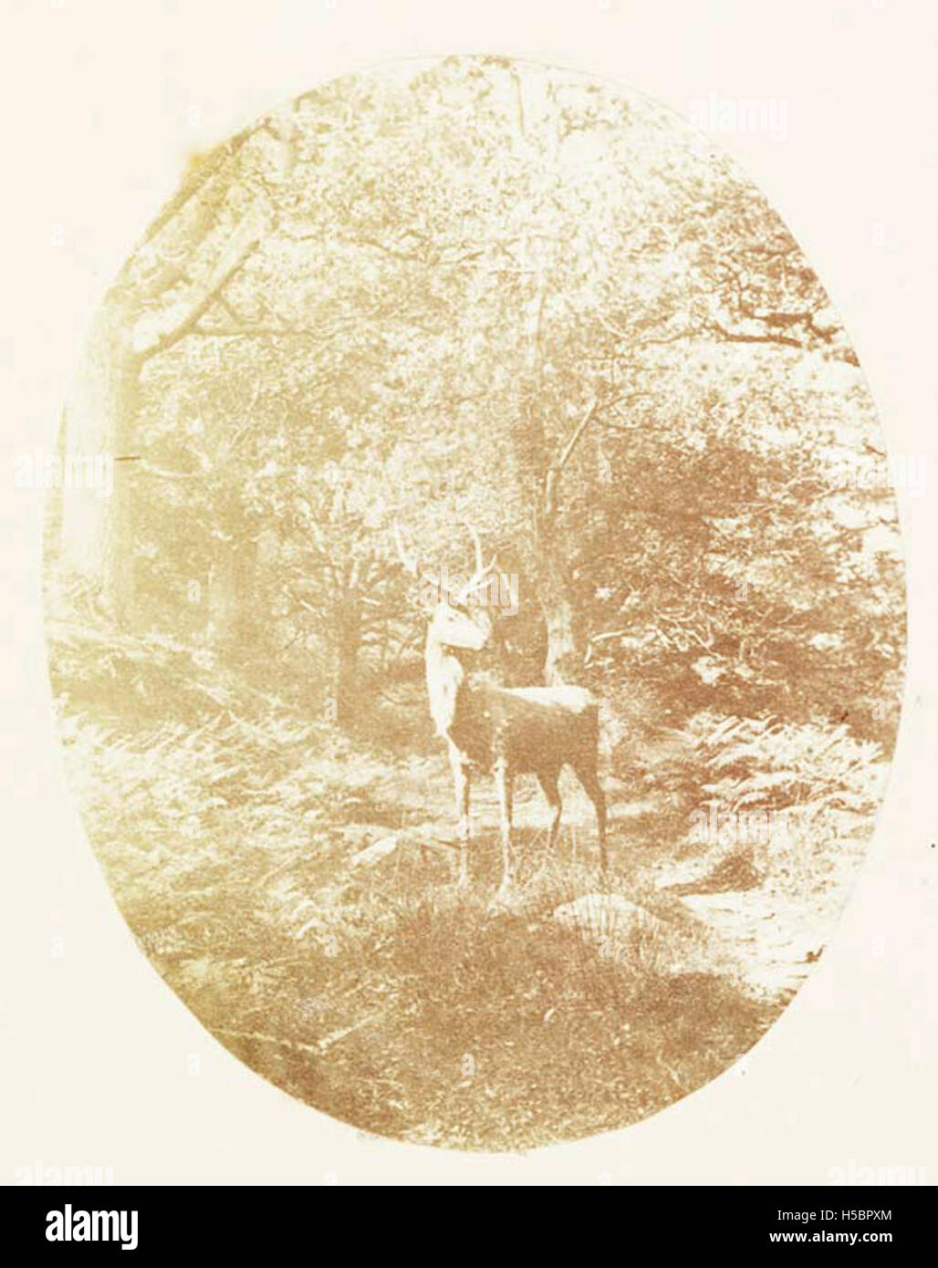 Ein toter, gefüllter Hirsch in einer Waldlandschaft. Die Präparation von Tieren wie Hirschen ist eine gängige Praxis bei der Erhaltung von Wildtieren zu Bildungs- und Ausstellungszwecken in der Naturgeschichte. Stockfoto