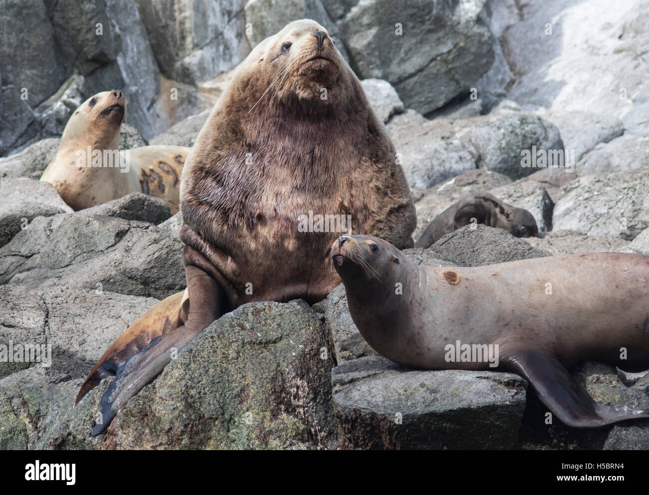 männliche Steller Seelöwen liegend auf einem Felsen neben dem Harem rookery Stockfoto