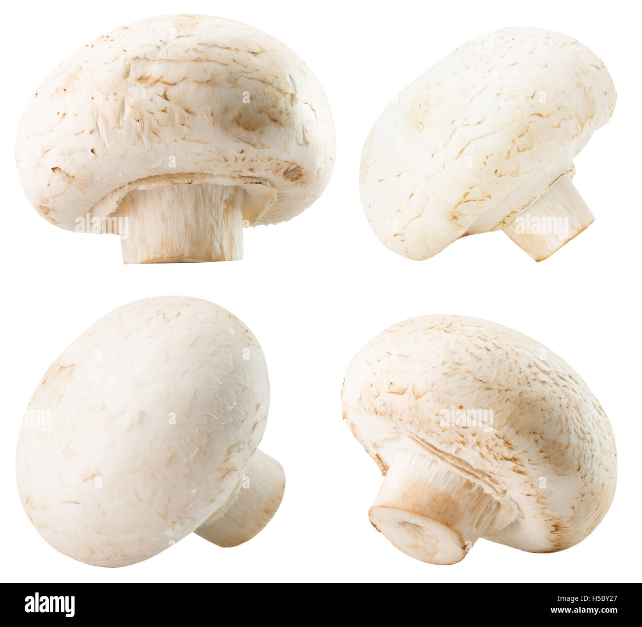 Sammlung von weißen Pilze auf dem weißen Hintergrund isoliert. Stockfoto