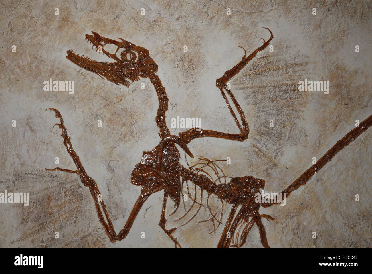 Microraptor Fossil, ein gefiederten Dinosaurier, der frühen Kreidezeit aus China Stockfoto